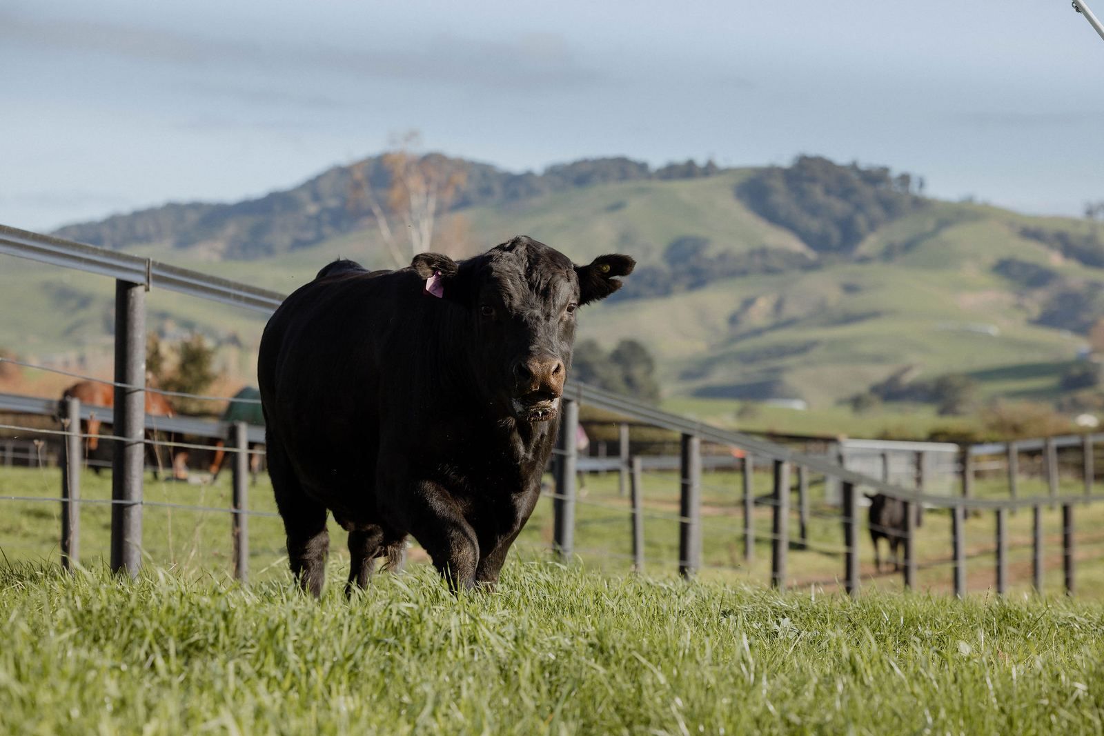 Registered Angus bull at Riverrock Farm
