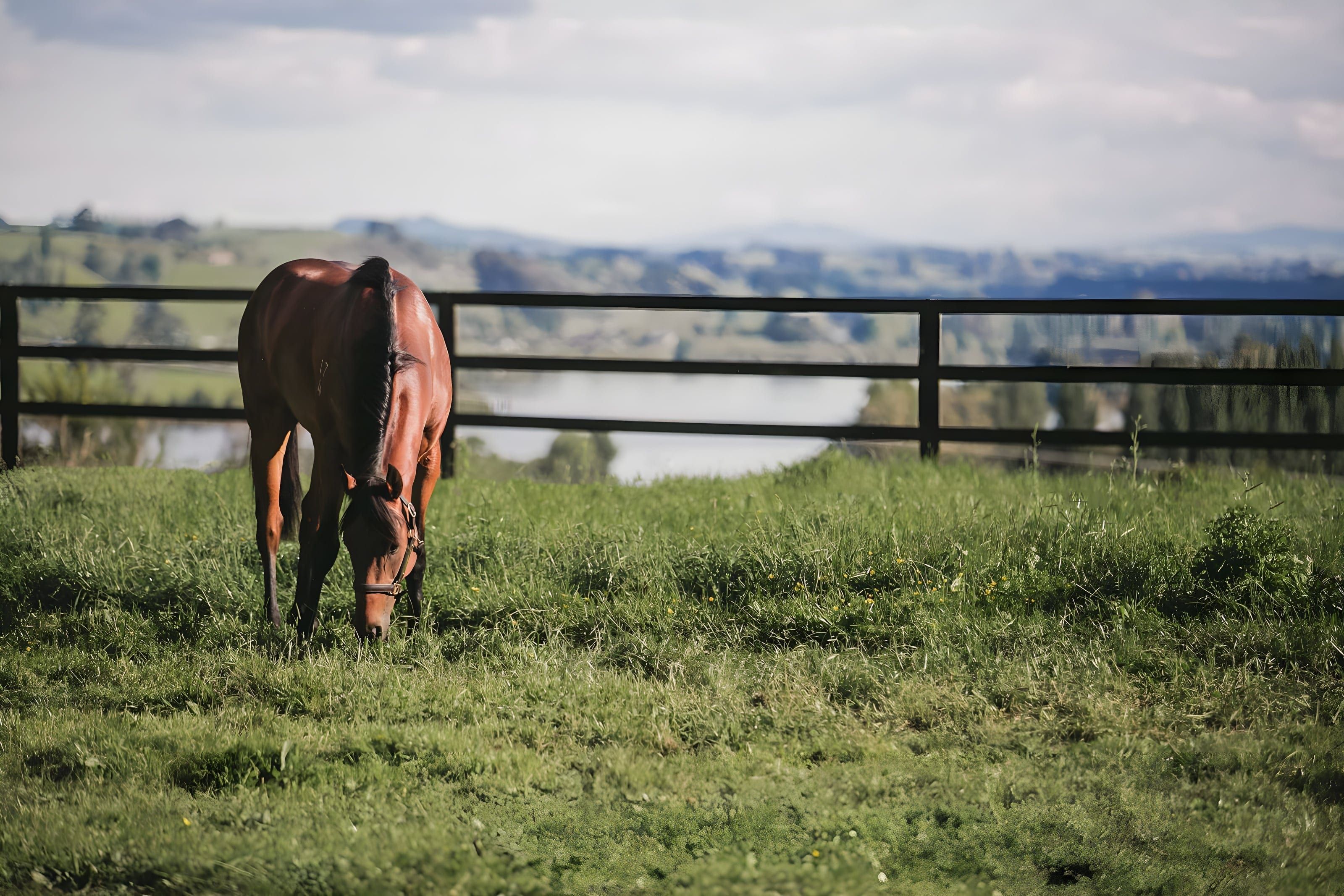 Horse grazing in a paddock