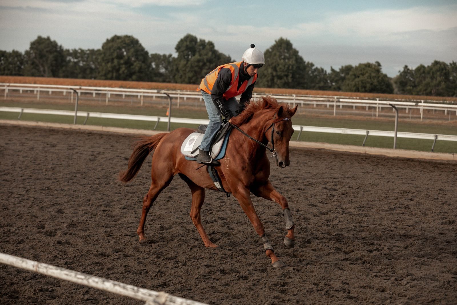 Racehorse galloping on the track